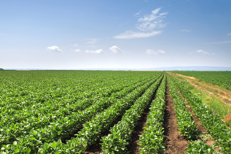 Image d'un partenaire de Spart Agro