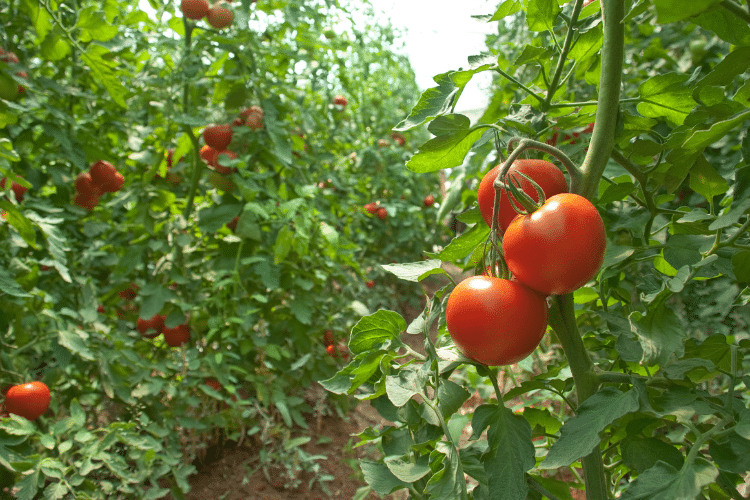Image d'un partenaire de Spart Agro