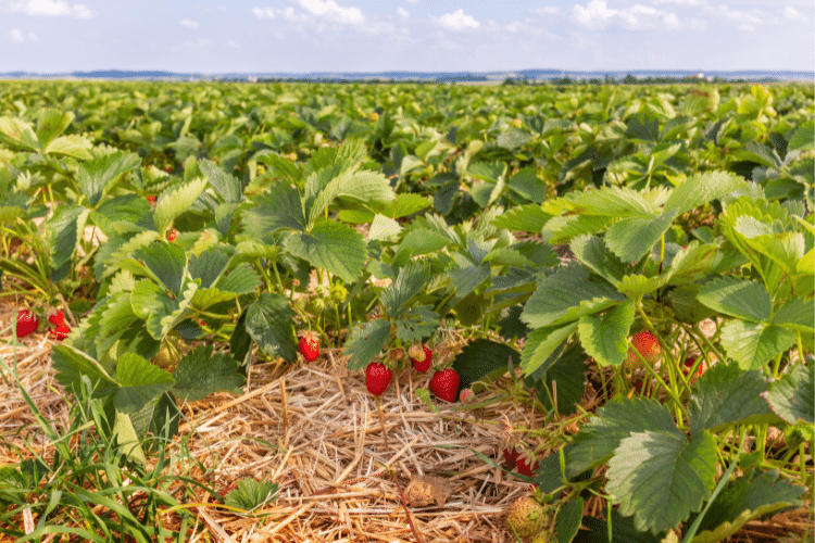 Image d'un partenaire de Spart Agro