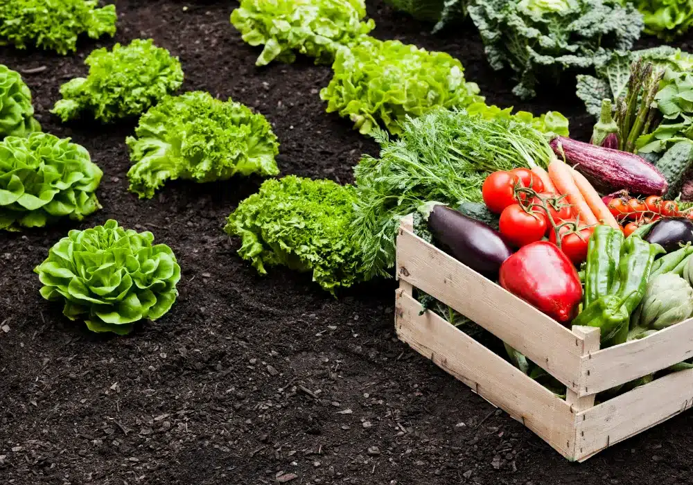 Partenaire de Spart Agro grossiste en fruit et légume